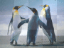 pingouin pingouin