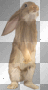 Bunny Rabbit - TracyMcGibbon