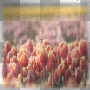 Beautiful meadow with tulips landscape transparent [nermai]