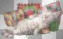 Katzen