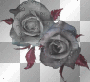 roses gris rouge