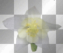 rossi_61