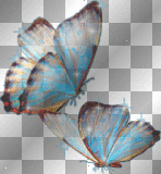 animated butterfly's