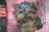 Cute puppy x