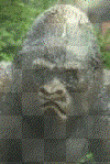 monkey