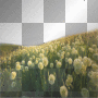 Landscape spring summer fields flowers background transparent