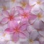BACKGROUND SPRING HINTERGRUND FLOWER PINK 400/400