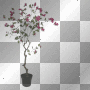arbol rossi_61