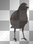 Raven