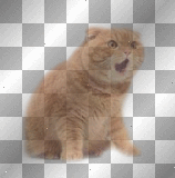 LOL Cat