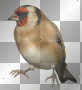 Bird Birds Spring Summer background transparent