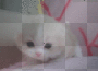Sweet Cat ♥