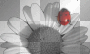 White and black flower with a red bug transparent [nermai]