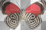 mariposas rossi_61