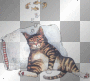 cat  dubravka