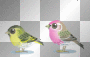 funny baby birds jumps, too cute! ²u