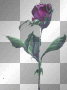 rossi_61