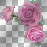 pink rose flower flowers transparent ²u 