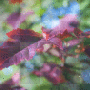 autumn background
