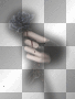 Black Rose