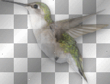 HUMMING BIRD BL