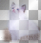 cat white blue brown cat white blue brown