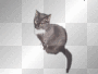 Katze