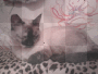 questa è la mia gattina Jasmine