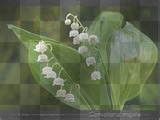 muguet