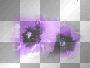 violet, purple, flowers, charu_rappel, transparent