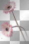 WIOSNA SPRING SUMMER FLOWER PINK
