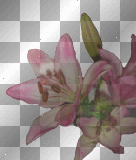 pink lilies +myates7