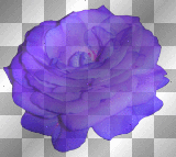 purple rose +myates7