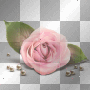 ROSE PEARLS DECO BL
