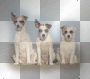 dogs