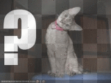 confused cat
