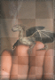 Baby dragon