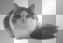 FANTASY VINTAGE GOTHIC CAT