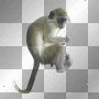Monkey: By 4r13s