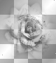 rose ||♥♥anna25marco♥♥||