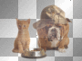 cat and dog