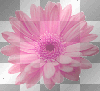 cute pink flower summer ²u