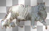 animals, white tiger mamy,dubravka
