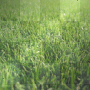 LAWN SUMMER GREEN BACKGROUND GRASS  400/400