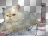 Himalayan Cat Red Flame Point Kitten: by Maddi