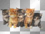 5 Kittens Animated.