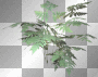 Flower flowers plant plants grass Flower flowers plant plants grass