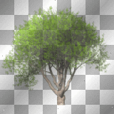 Flower flowers plant plants tree