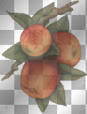 Apple branch