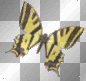 Butterfly animated spring summer